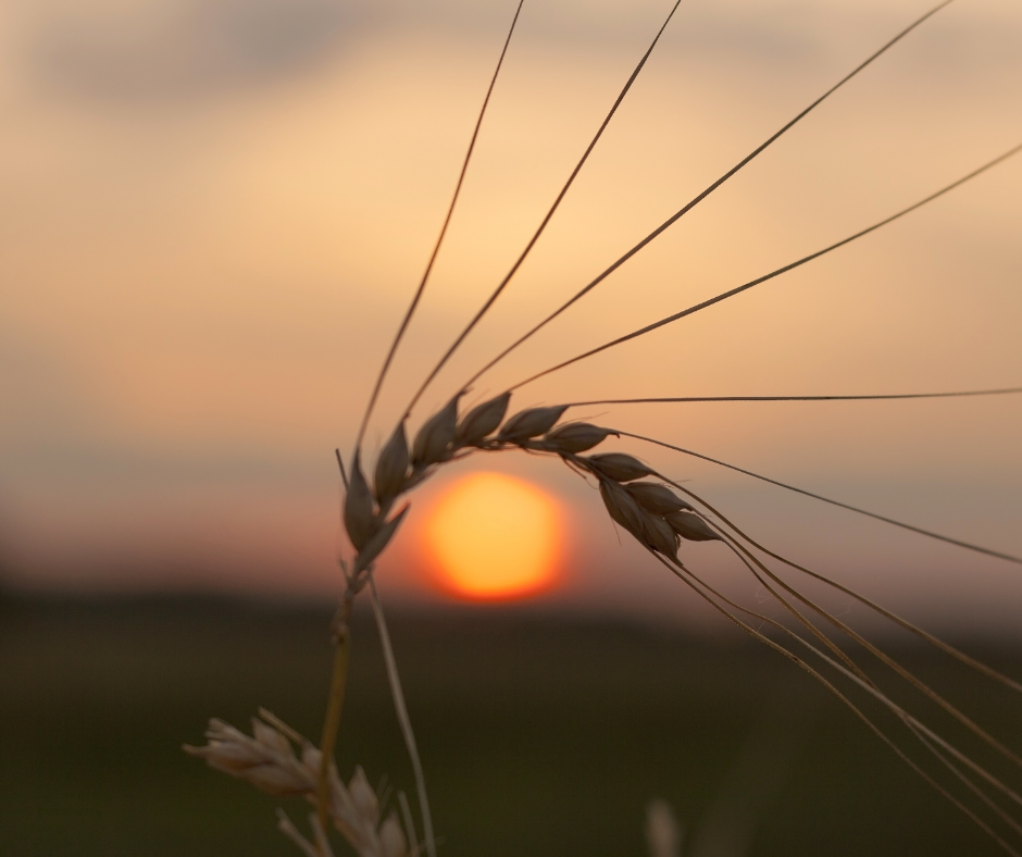 Wheat against the setting sun