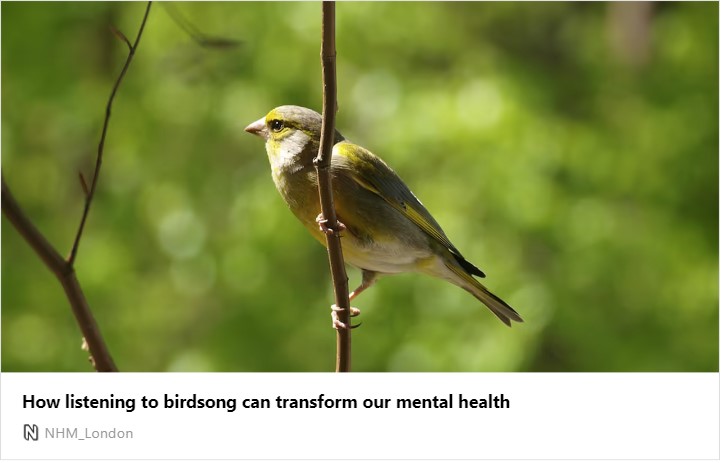 How listening to birdsong can transform our mental health